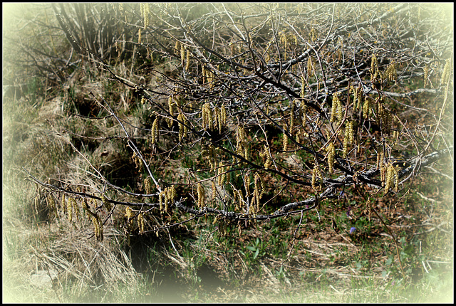 Floraison de noisetier