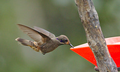 HummingBirdEF7A8989