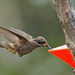 HummingBirdEF7A8989