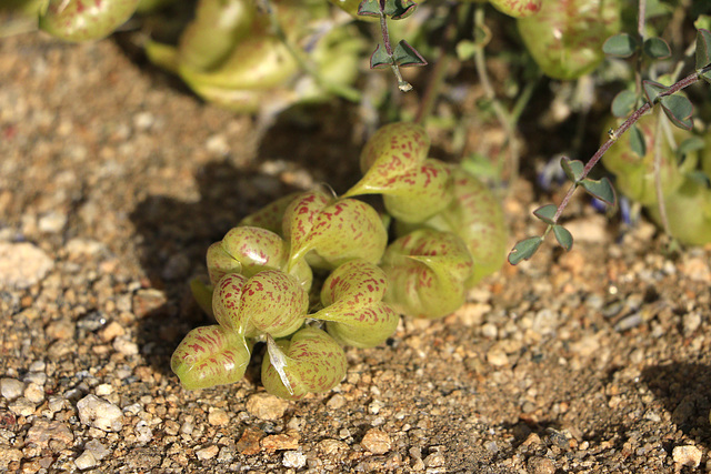 Freckled Milkvetch