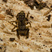 SpiderIMG 4191