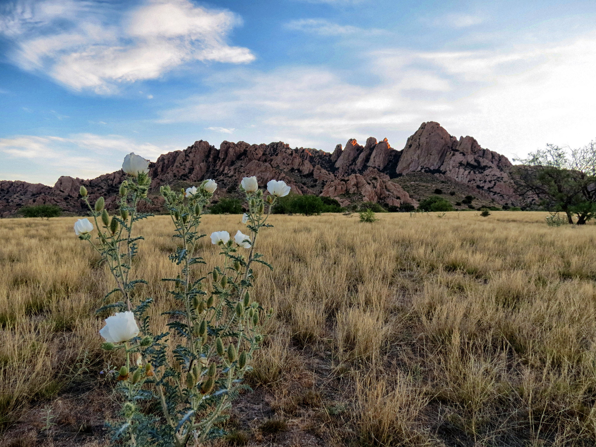 Southwestern Pricklypoppy & Sheepshead