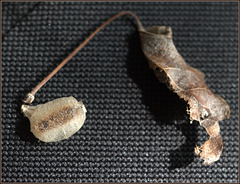 Cocoon and poplar leaf