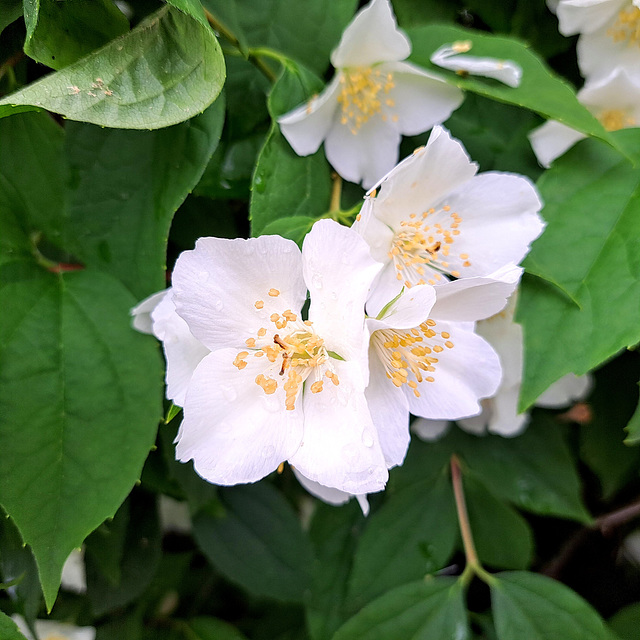 Europäischer Pfeifenstrauch / Falscher Jasmin (Philadelphus coronarius)