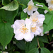 Europäischer Pfeifenstrauch / Falscher Jasmin (Philadelphus coronarius)