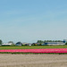 Tulip Fields