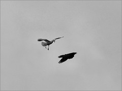 Gull vs raven