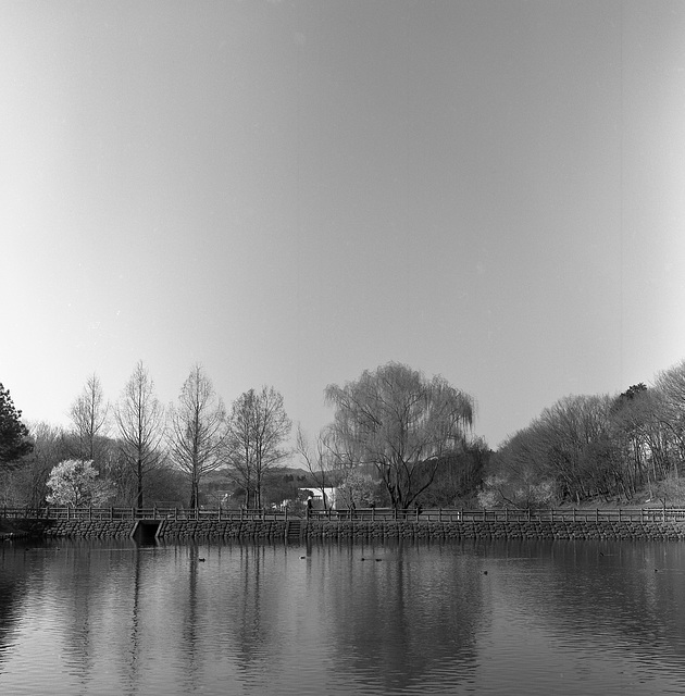 Pond in a park