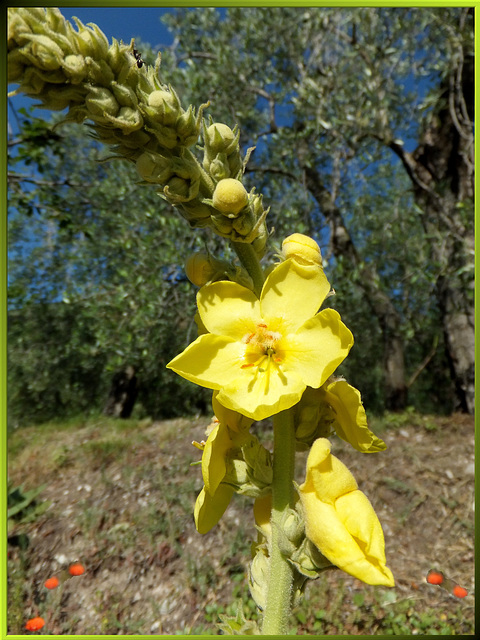 Königskerze (Verbascum) ©UdoSm