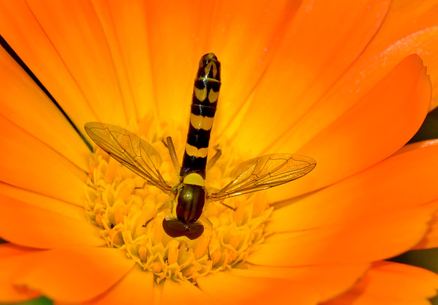 Hoverfly