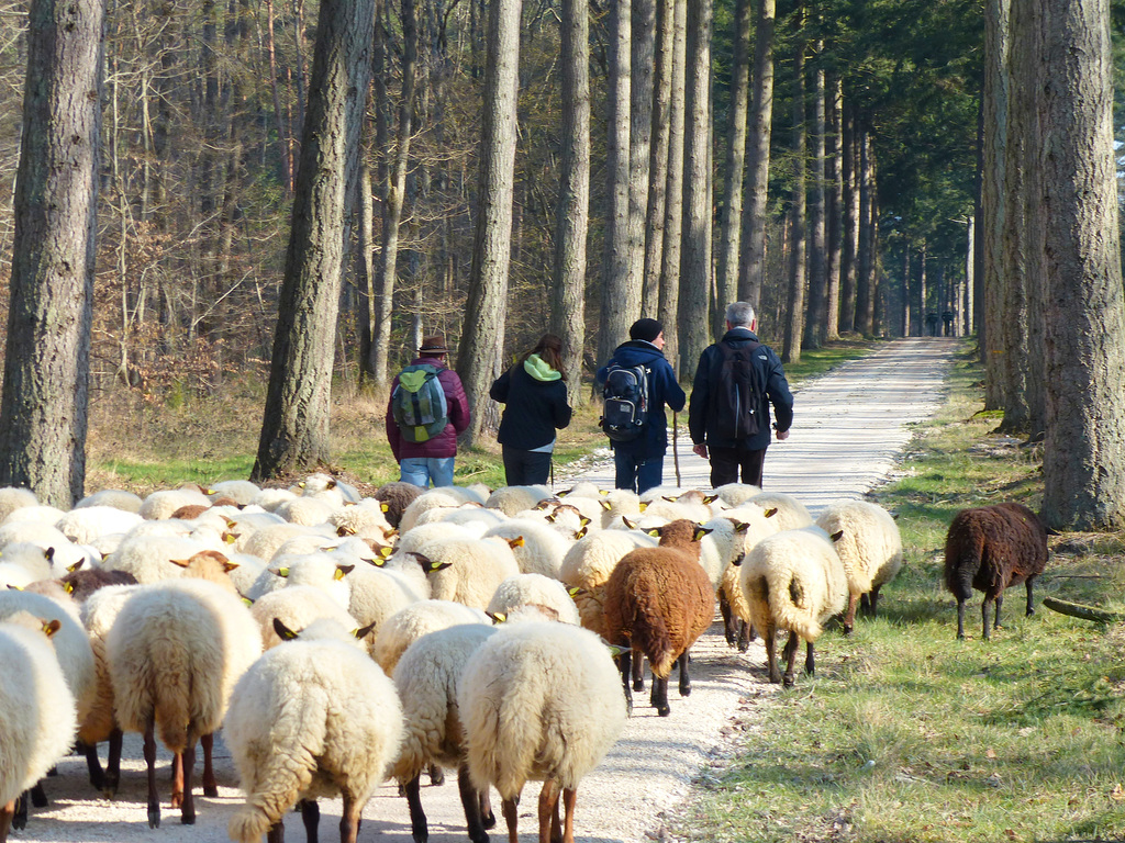 Transhumance du 15 mars 2016