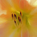 daylily