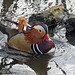 Harlequin Duck