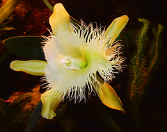 Bizarre Blütenform einer Orchidee.