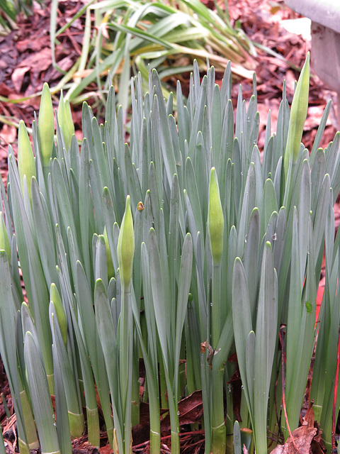 Daffodils