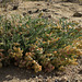 Freckled Milkvetch