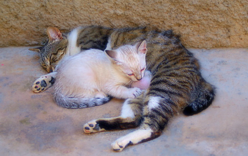 Amour et Tendresse .