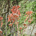 Day 4, Aloe Vera flowers, Bishop City Park