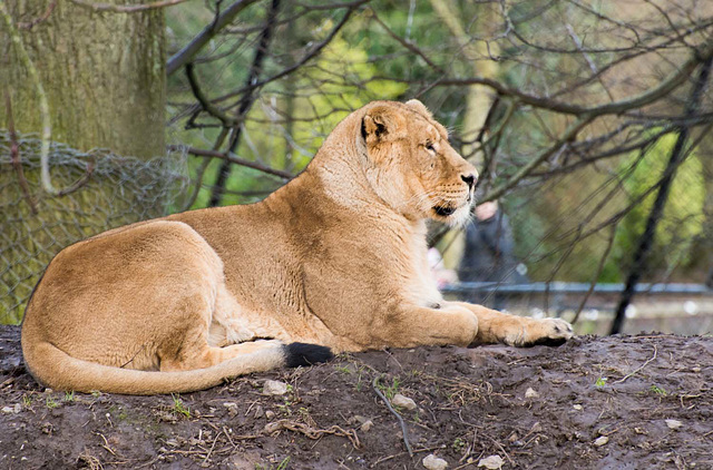 Lioness at Chester Zoo.