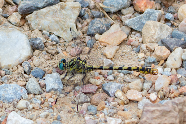 Small Pincertail-DSA1492