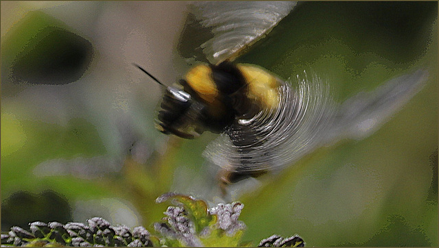 Avoir le bourdon