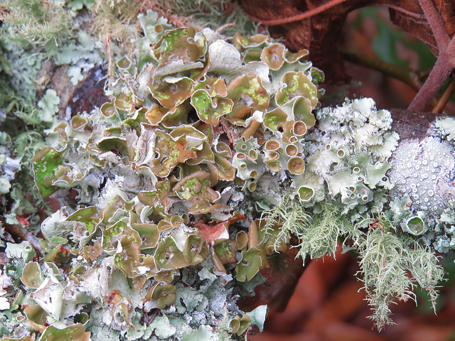 Lichens