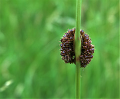 Sedge 2