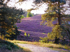 Onze mooie heide die bloeit in augustus