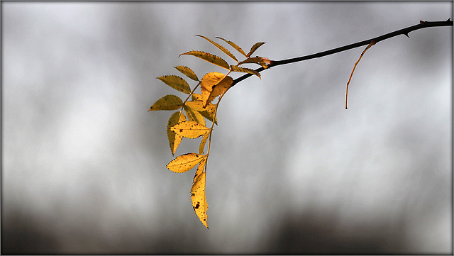 Attendre l'hiver