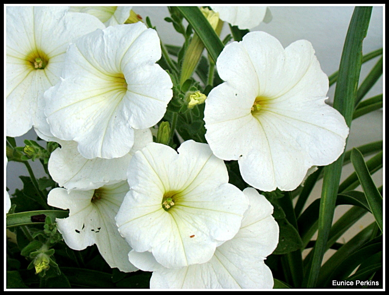 White Beauties