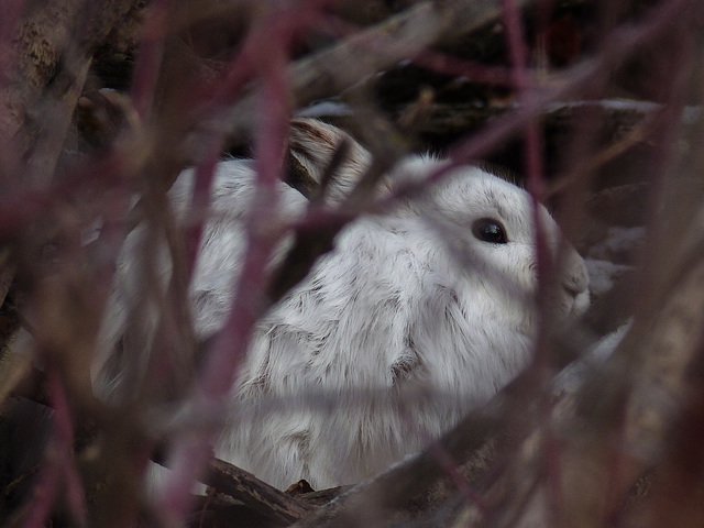 Snowshoe Hare in hiding