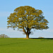 Lone tree in Staffordshire field