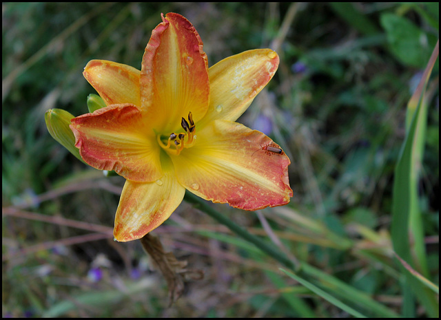 Hémérocalle Hémérocalle