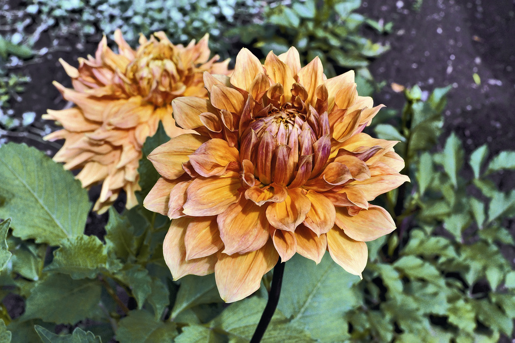 "Ben Huston" Dahlia – Botanical Garden, Montréal, Québec