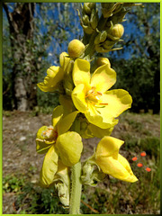 Königskerze (Verbascum) ©UdoSm