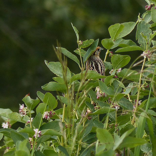 Grasshopper Sparrow / Ammodramus savannarum - OR is it a Le Conte's Sparrow?