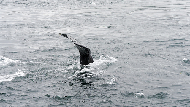 Whale watching nahe Telegraph Cove