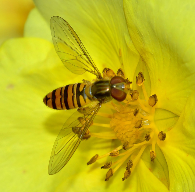 Hoverfly