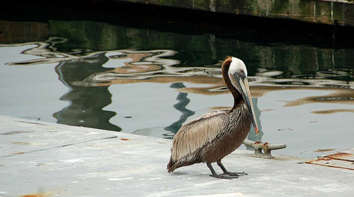 Pelikan sur Pier 39 San Franscisco