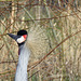 Crowned Crane