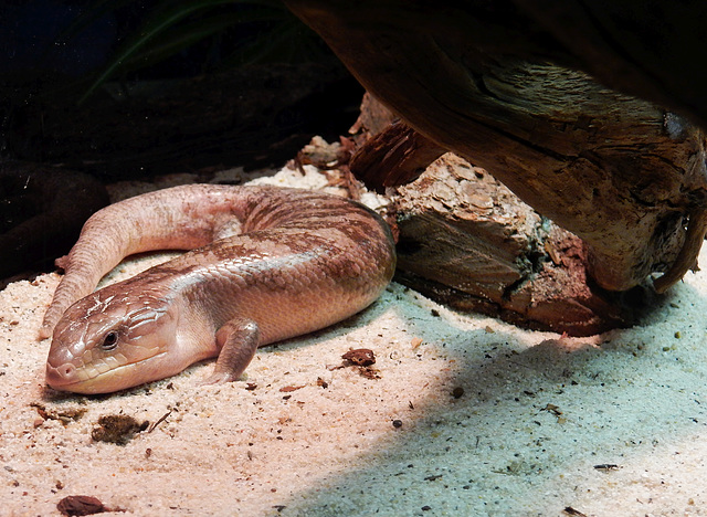 Blauzungenskink