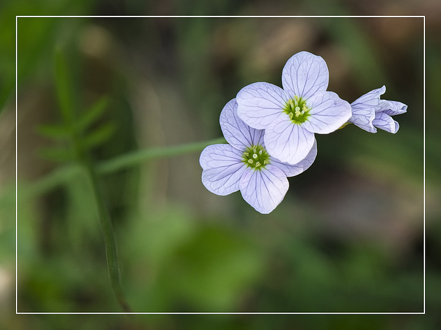 Cuckoo Flower - Cardamine Pratensis