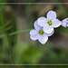 Cuckoo Flower - Cardamine Pratensis