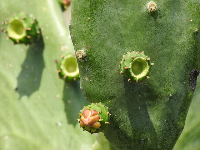 Day 4, cactus, Bishop City Park