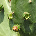 Day 4, cactus, Bishop City Park