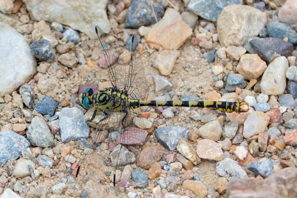 Small Pincertail-DSA1493