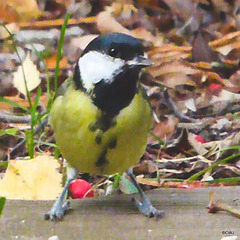 Coaltit