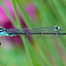 Common Bluetail-DSZ3971