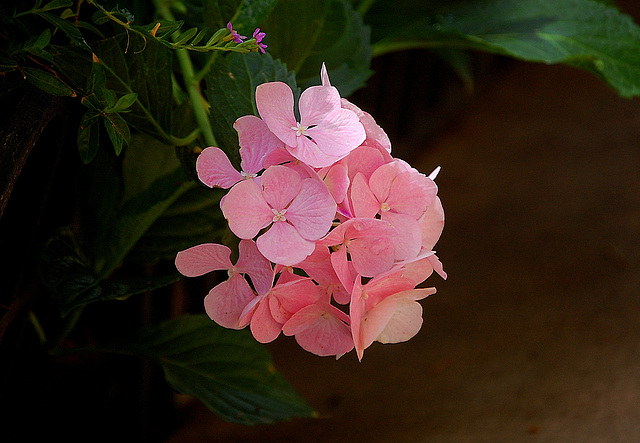 Hydrangea