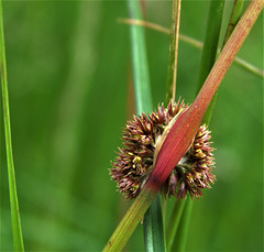 Sedge 1
